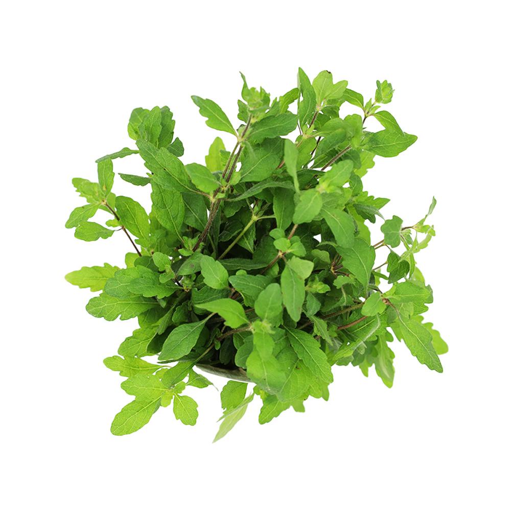 Hygrophila pinnatifida ozdobna roślina do akwarium koszyk XXL